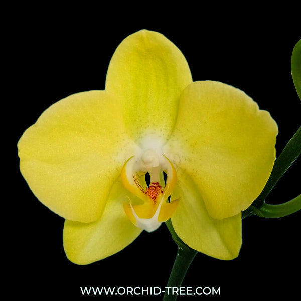 Phalaenopsis Savona Orchid Plant - FF - Buy Orchids Plants Online by Orchid-Tree.com