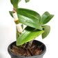 Dendrobium Uraiwan Fragrant Orchid Plant - BS