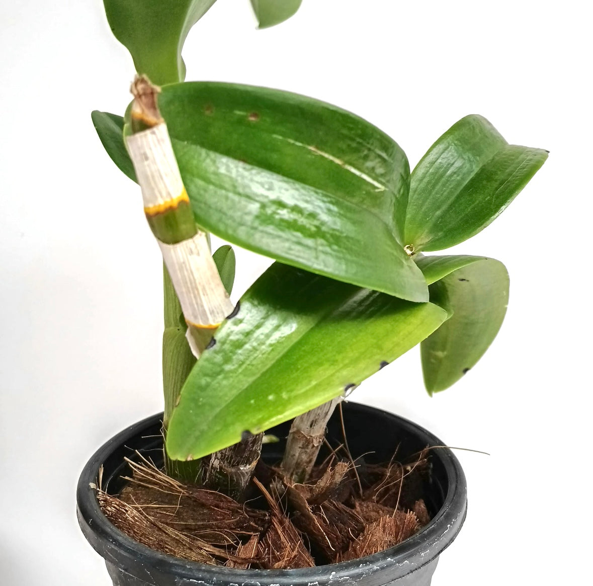 Dendrobium Uraiwan Fragrant Orchid Plant - BS