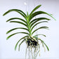 Vanda Rothschildiana Orchid Plant - BS - Buy Orchids Plants Online by Orchid-Tree.com