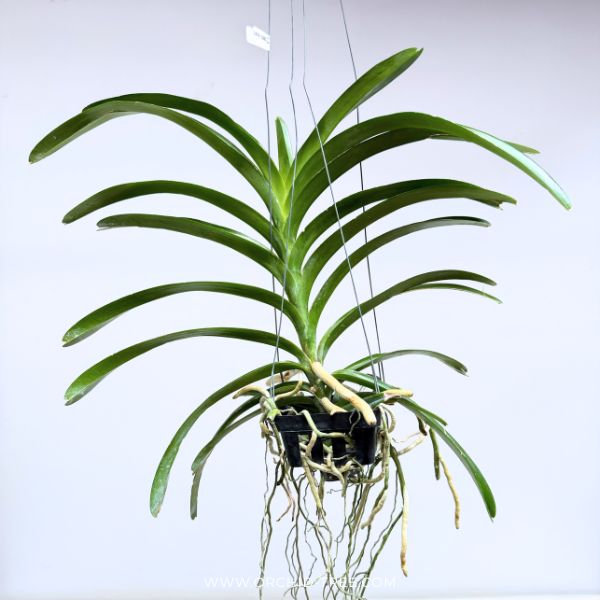 Vanda Rothschildiana Orchid Plant - BS - Buy Orchids Plants Online by Orchid-Tree.com