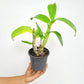 Dendrobium Arredang Blue Orchid Plant - BS