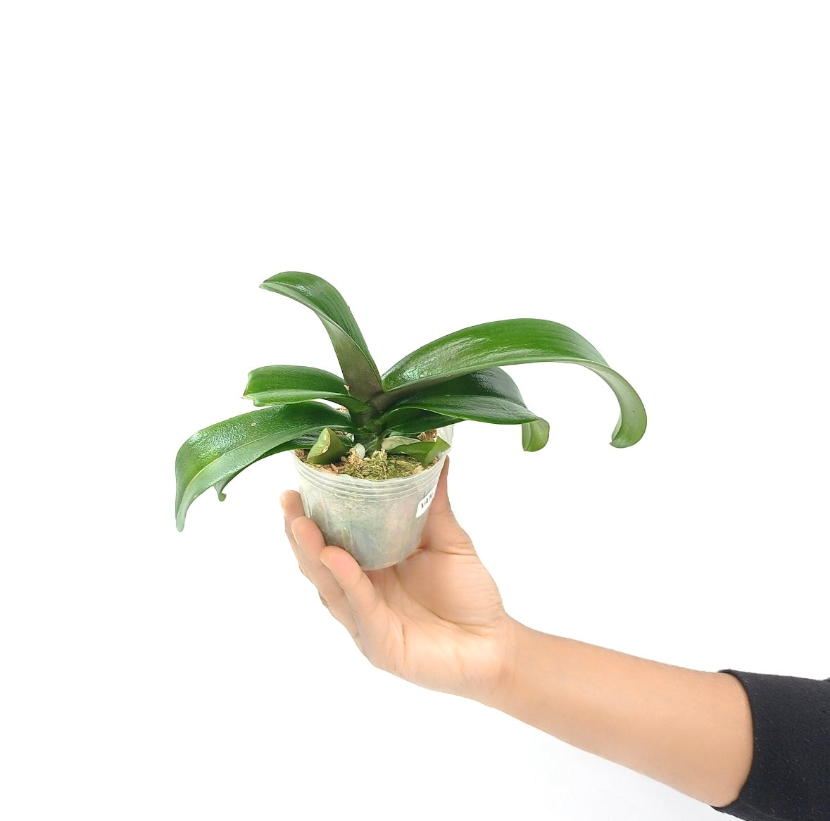 Asconopsis Irene Dobkin 'Elmhurst' Orchid Plant - BS