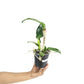 Cattleya (Rth.) Prakai Saed Orchid Plant - BS