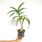Dendrobium Splash Dark Edge Orchid Plant - BS