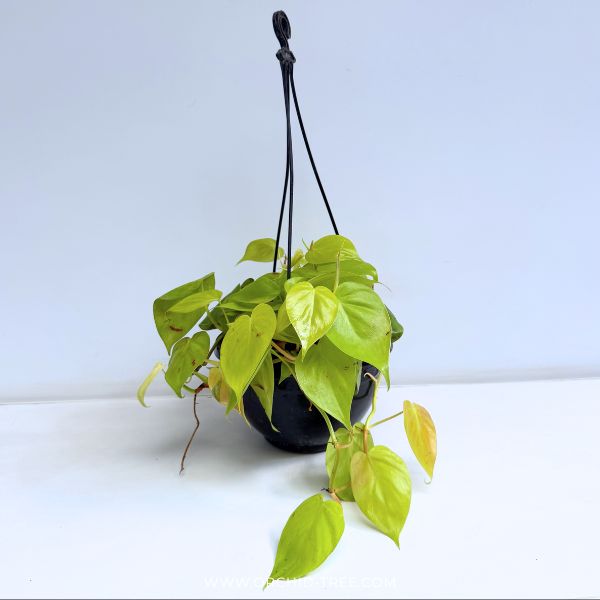 Philodendron | Indoor & Outdoor Plant Hanging
