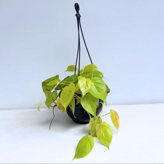 Philodendron | Indoor & Outdoor Plant Hanging