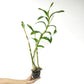 Dendrobium Caesar 4N Orchid plant - BS