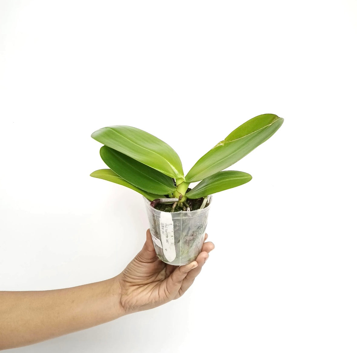 Phalaenopsis Sogo Relex '1661' Orchid Plant - FF