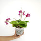 Phalaenopsis Lianher Happy Star orchid Plants - FF