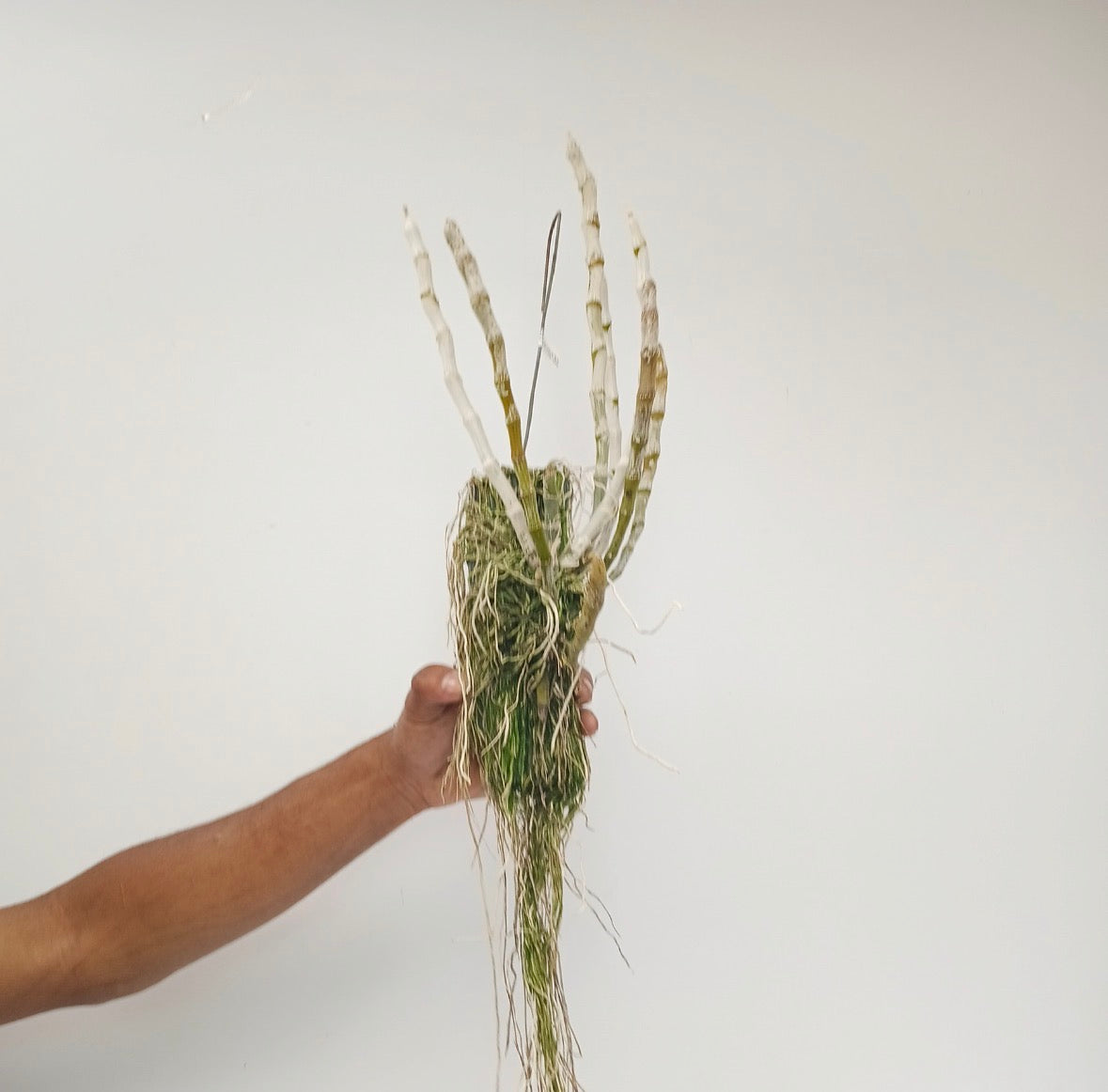 Dendrobium parishii 3 lip x Dendrobium parishii 6 petals Orchid Plant - BS