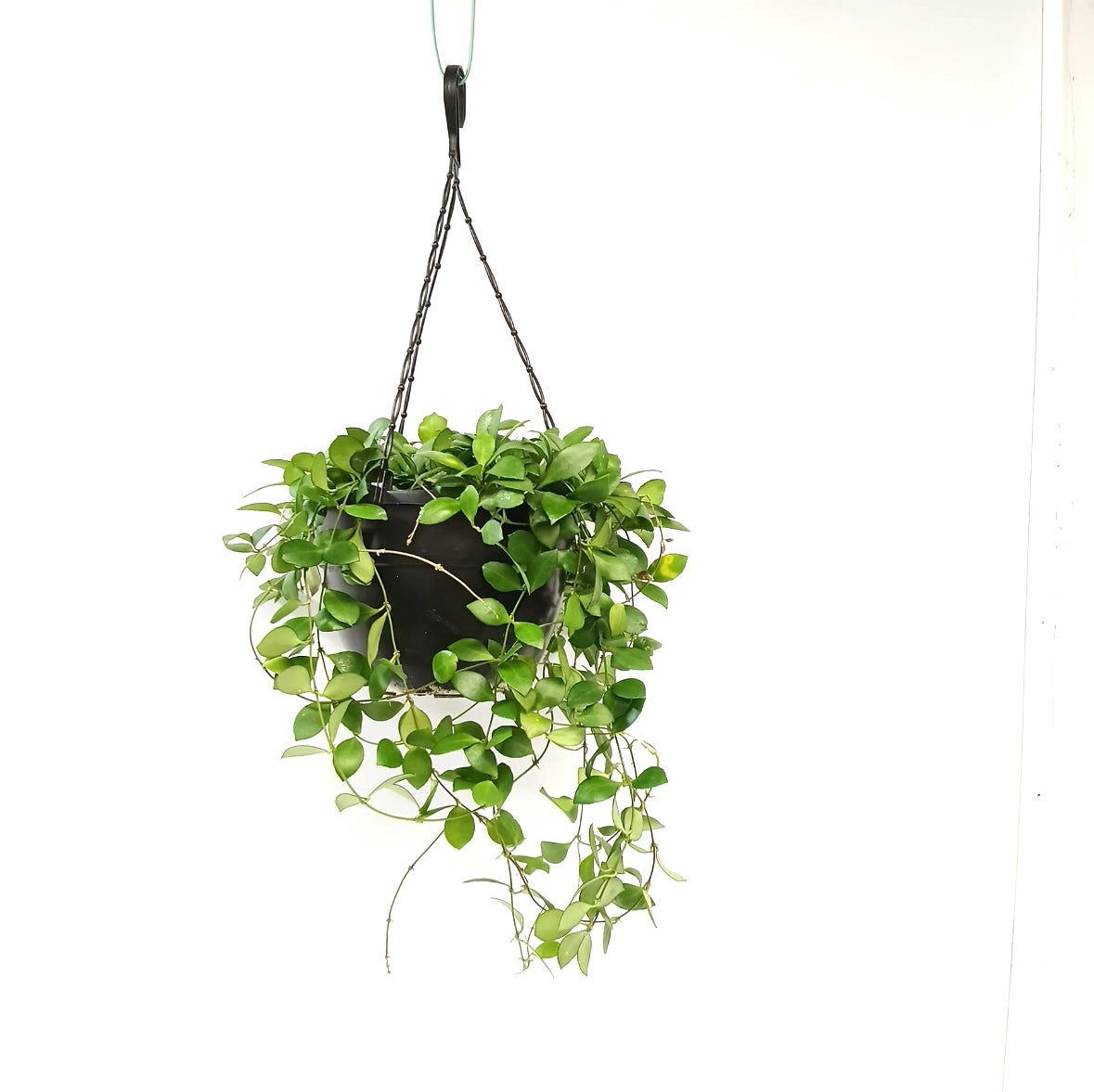 Hoya krohniana 'Eskimo'