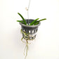 Vanda Chulee Blue Orchid Plant - SS - Buy Orchids Plants Online by Orchid-Tree.com