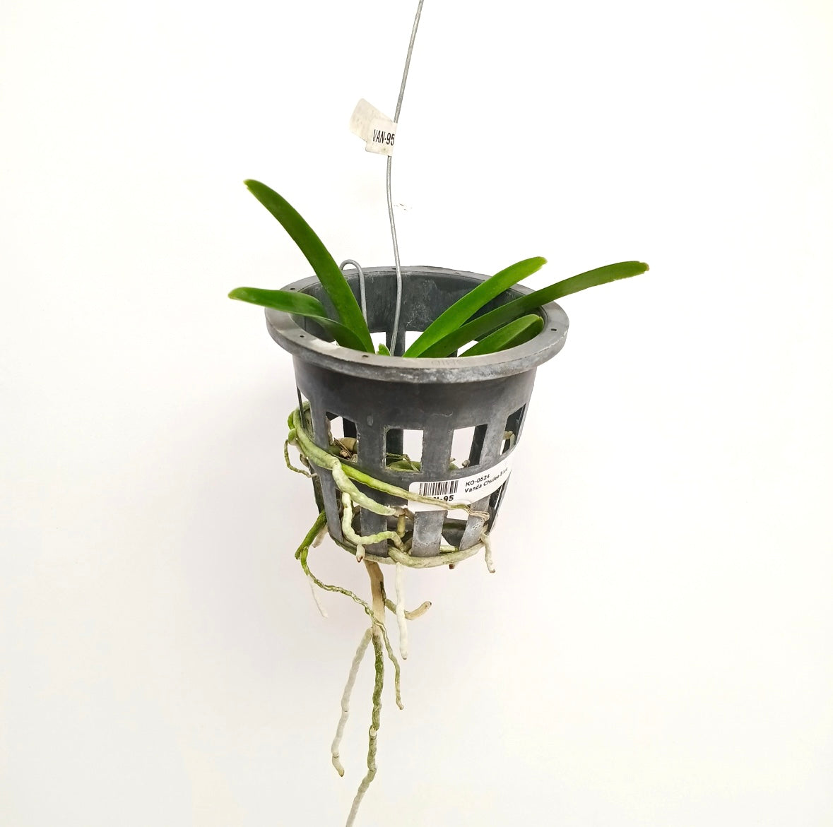 Vanda Chulee Blue Orchid Plant - SS - Buy Orchids Plants Online by Orchid-Tree.com