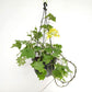 Cape Ivy Plant with flowers
