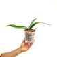 Phalaenopsis Charming Crystal Ball Orchid Plant - BS