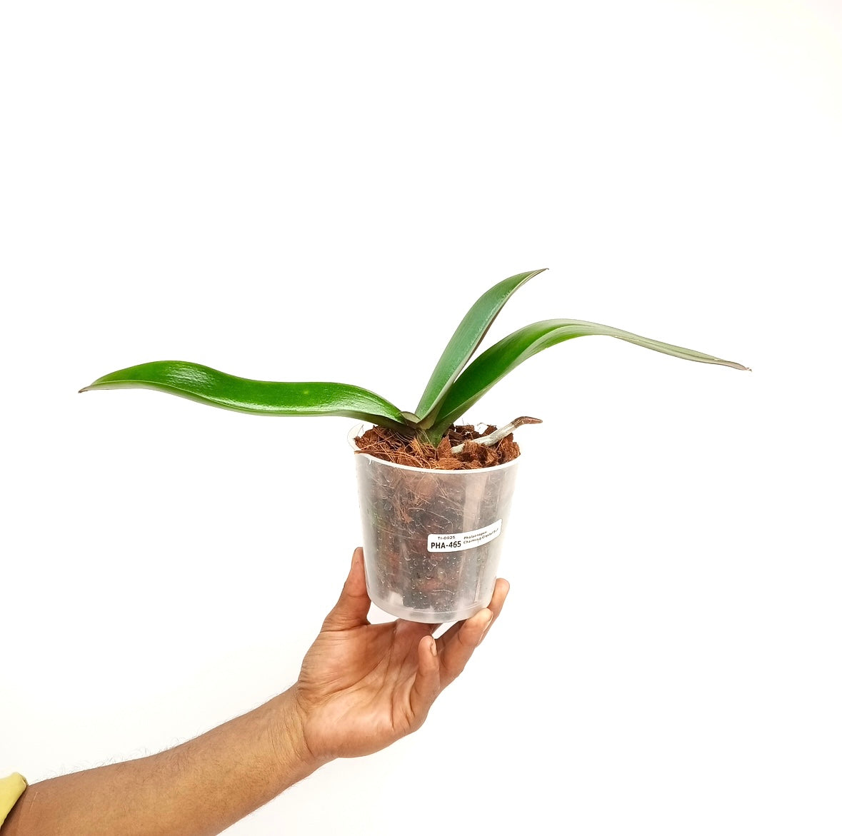 Phalaenopsis Charming Crystal Ball Orchid Plant - BS