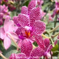 Phalaenopsis Mituo Sun x Lyndon Coral Grosbeak - FF