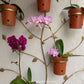 Golden Orchid Wall Display