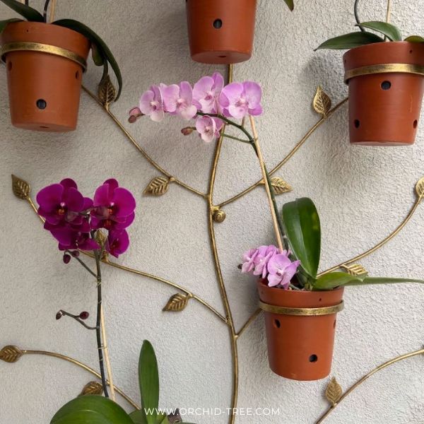 Golden Orchid Wall Display
