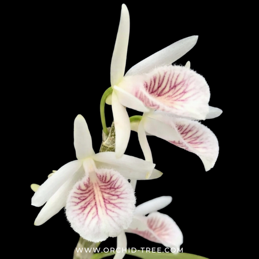 Dendrobium cretaceum sp. Orchid Plant - BS