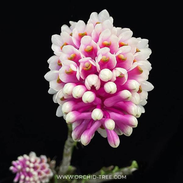 Dendrobium Lee Chang Yu Miriam Orchid Plant - BS - Buy Orchids Plants Online by Orchid-Tree.com