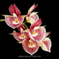 Catasetum Orchidglade Orchid Plant - BS