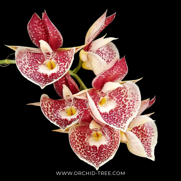 Catasetum Orchidglade Orchid Plant - BS