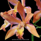 Cattleya (Ctt.) Magic Bell 'New Trick' HCC/AOS Orchid Plant - BS - Buy Orchids Plants Online by Orchid-Tree.com