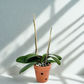 Phalaenopsis in Spike in Terracotta Pot | Subscription Pack - Buy Orchids Plants Online by Orchid-Tree.com