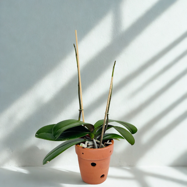 Phalaenopsis in Spike in Terracotta Pot | Subscription Pack - Buy Orchids Plants Online by Orchid-Tree.com