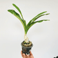Catasetum Orchidglade Orchid Plant - BS