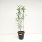 Creeper Red Rose With Trellis - Buy Orchids Plants Online by Orchid-Tree.com