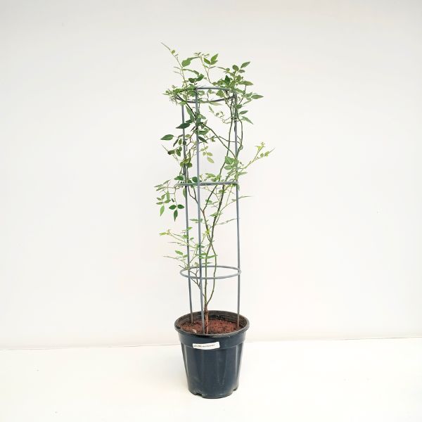Creeper Red Rose With Trellis - Buy Orchids Plants Online by Orchid-Tree.com