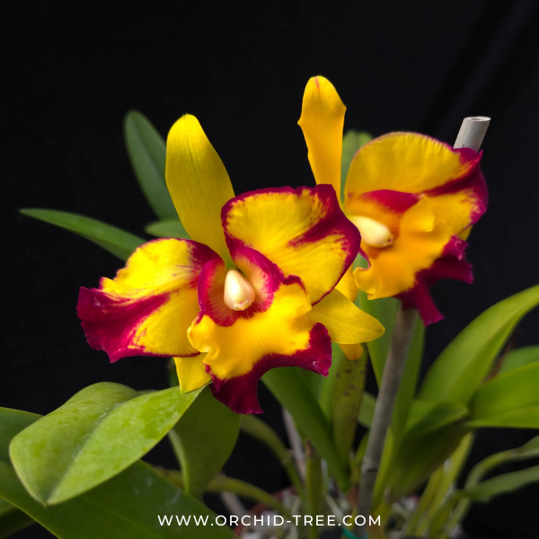 Cattleya Shang Ding Beauty Orchid Plant - BS