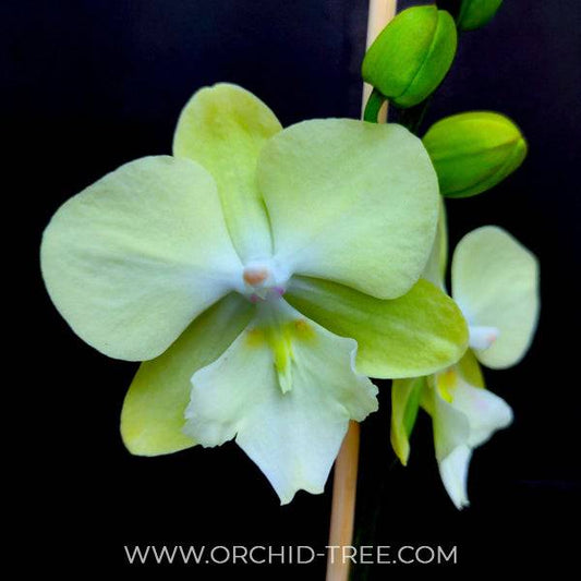 Phalaenopsis Ocado Orchid Plant - FF