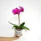 Phalaenopsis Lianher Blush Orchid Plant - FF