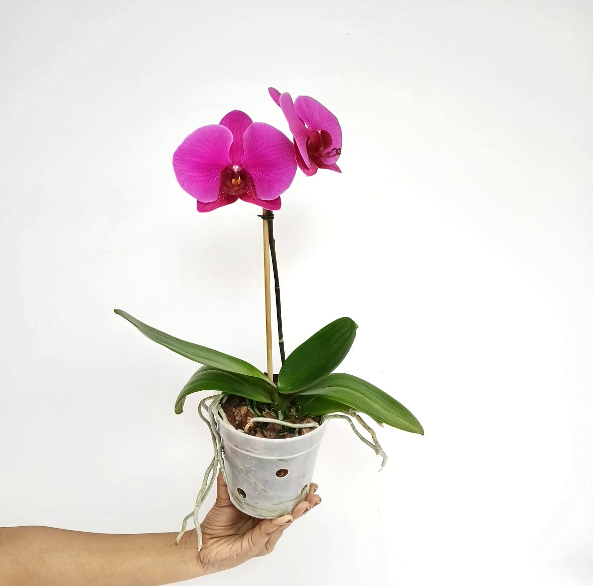 Phalaenopsis Lianher Blush Orchid Plant - FF