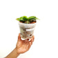 Phalaenopsis Younghome Chic Peach (Miniature Orchid Plant ) - FF