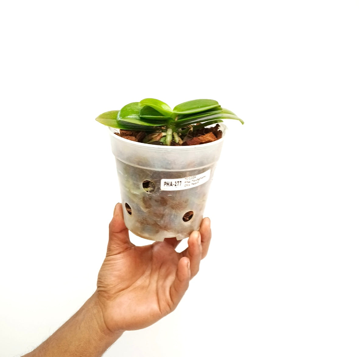 Phalaenopsis Younghome Chic Peach (Miniature Orchid Plant ) - FF