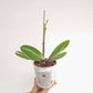 Phalaenopsis Fuller's Sunset Orchid Plant - FF