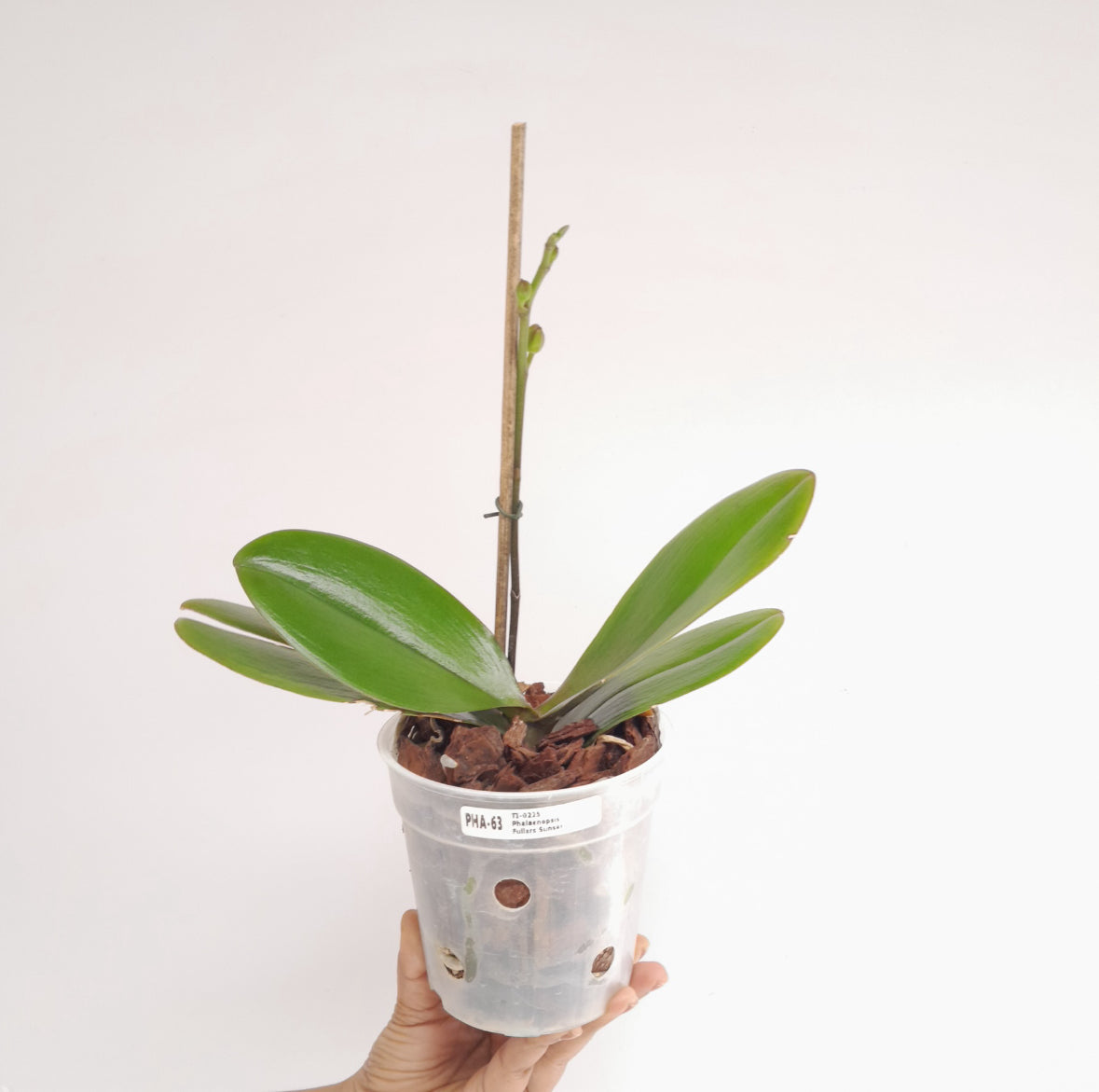 Phalaenopsis Fuller's Sunset Orchid Plant - FF