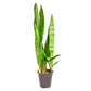 Sansevieria Zeylanica - Buy Orchids Plants Online by Orchid-Tree.com