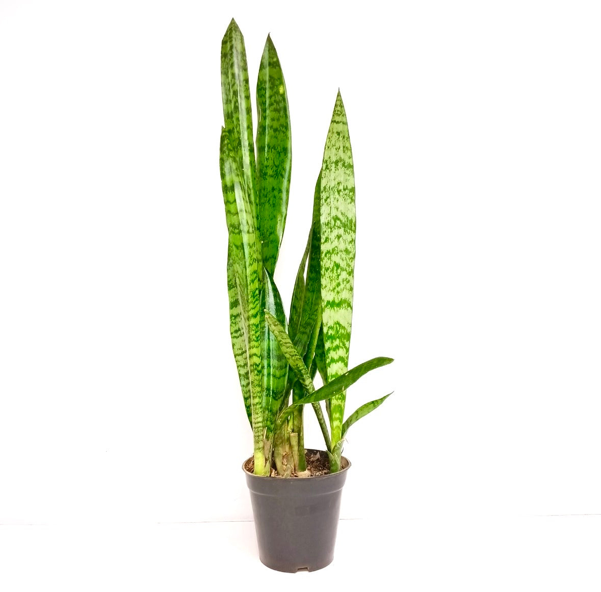 Sansevieria Zeylanica - Buy Orchids Plants Online by Orchid-Tree.com