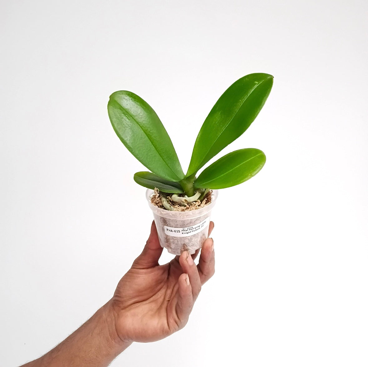 Phalaenopsis Hsinying Little Knight 'Peloric PF' Orchid Plant - MS