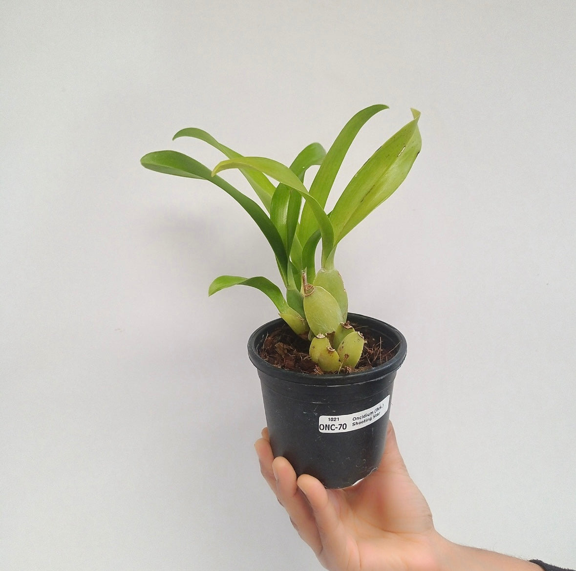 Brassidium Shooting Star - MS