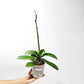 Phalaenopsis OX Lottery Prince Orchid Plant - FF
