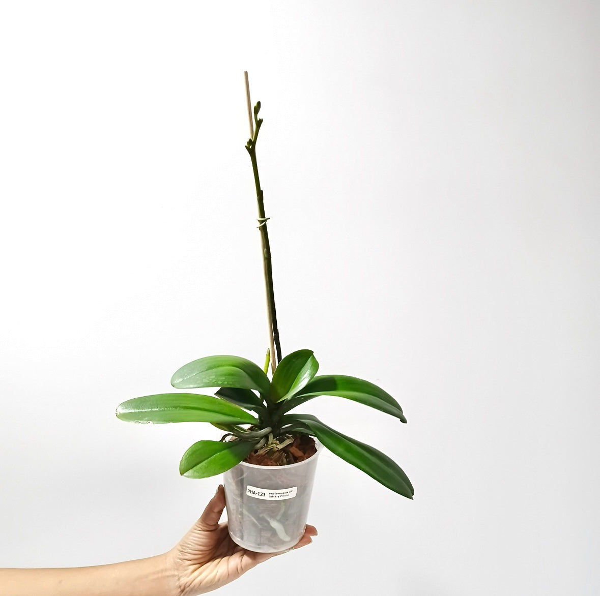 Phalaenopsis OX Lottery Prince Orchid Plant - FF