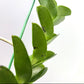 Trichoglottis philippinensis var. brachiata sp. Orchid Plant - BS