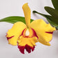 Cattleya Shang Ding Beauty Orchid Plant - BS - Buy Orchids Plants Online by Orchid-Tree.com
